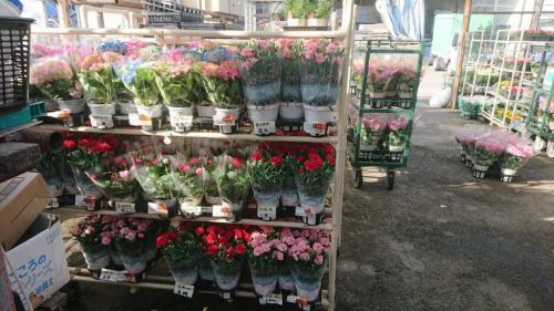 配送する鉢花や花苗