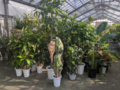 ハウス内の観葉植物