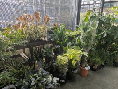 配送前の園芸植物